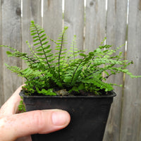 Maidenhair Spleenwort Fern - Asplenium trichomanes