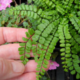 Maidenhair Spleenwort Fern - Asplenium trichomanes