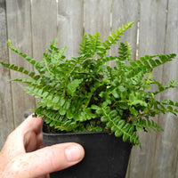 Alpine Water Fern - Blechnum penna-marina