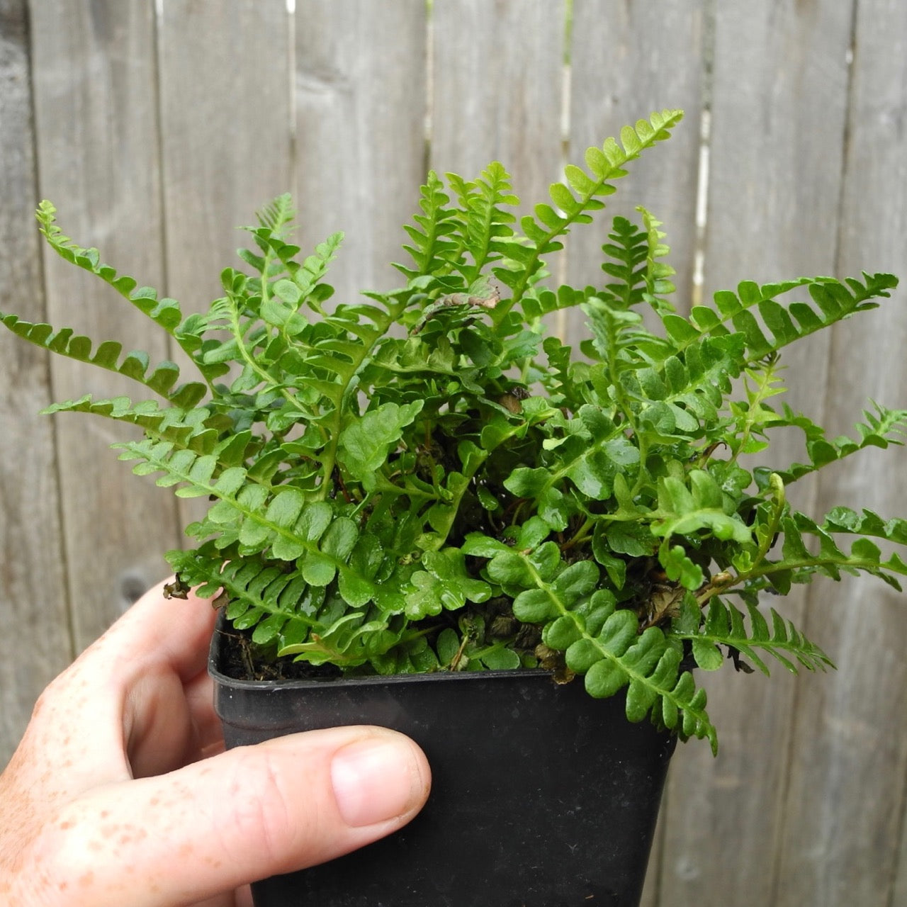 Alpine Water Fern - Blechnum penna-marina