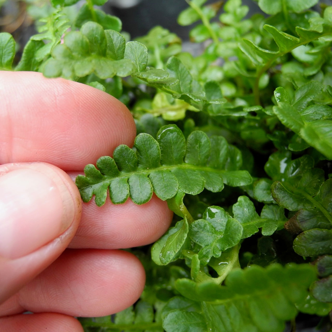 Alpine Water Fern - Blechnum penna-marina