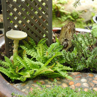Alpine Water Fern - Blechnum penna-marina