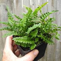 Alpine Water Fern - Blechnum penna-marina