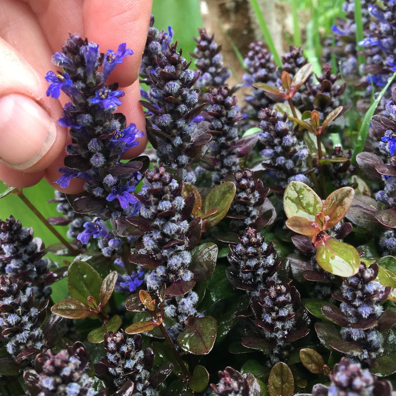 Chocolate Chip Bugleweed - Ajuga x tenorii 'Chocolate Chip'