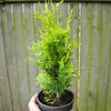 Amber Gold Arborvitae - Thuja occidentalis 'Jantar'