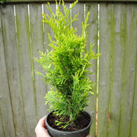 Amber Gold Arborvitae - Thuja occidentalis 'Jantar'