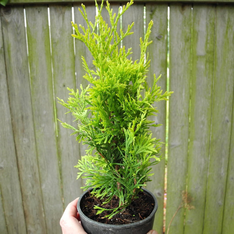 Amber Gold Arborvitae - Thuja occidentalis 'Jantar'