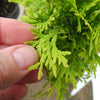 Amber Gold Arborvitae - Thuja occidentalis 'Jantar'