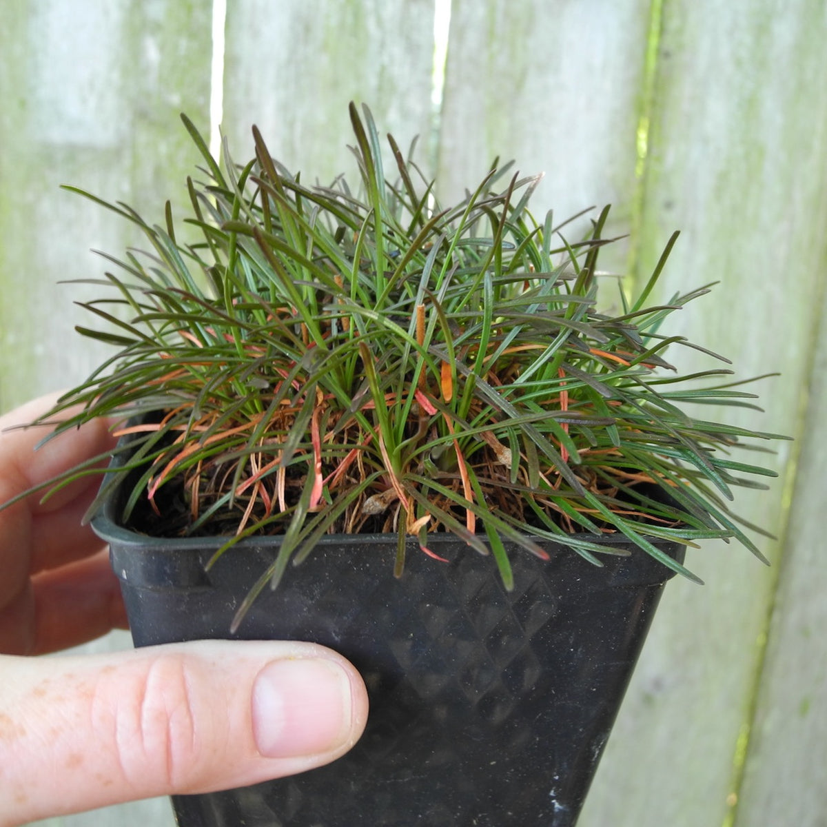 Ruby Pink Seathrift - Armeria maritima 'Rubrifolia'