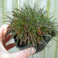 Ruby Pink Seathrift - Armeria maritima 'Rubrifolia'