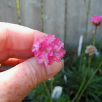 Ruby Pink Seathrift - Armeria maritima 'Rubrifolia'
