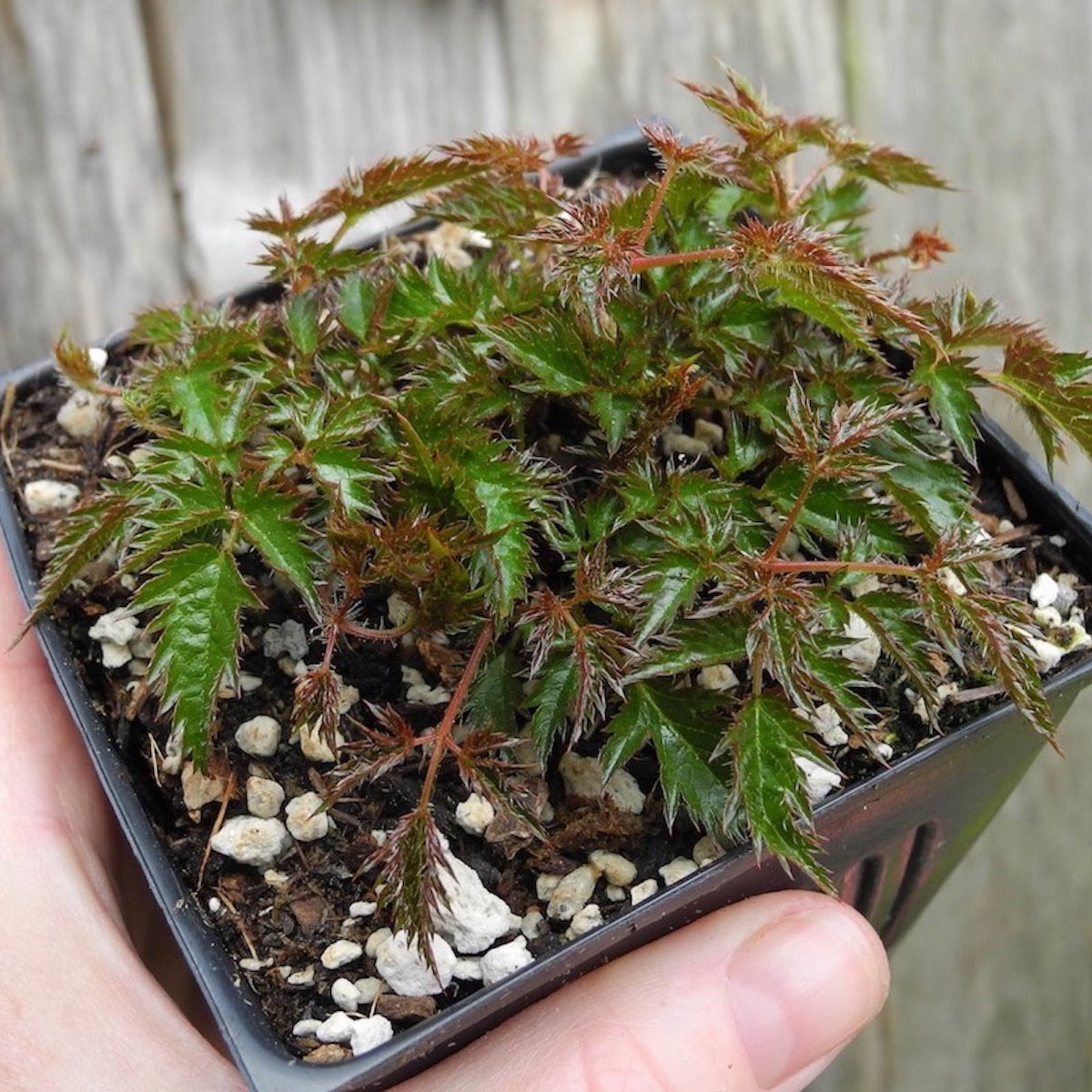 Miniature Astilbe - Astilbe glaberrima var. saxatilis