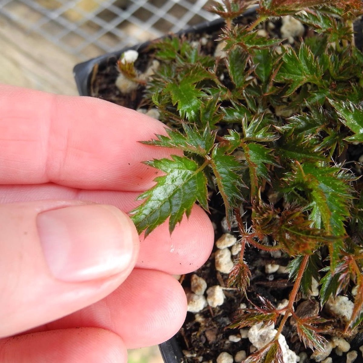 Miniature Astilbe - Astilbe glaberrima var. saxatilis