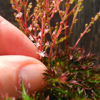 Miniature Astilbe, 2" Pot - Astilbe glaberrima var. saxatilis