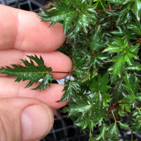 Miniature Astilbe, 2" Pot - Astilbe glaberrima var. saxatilis