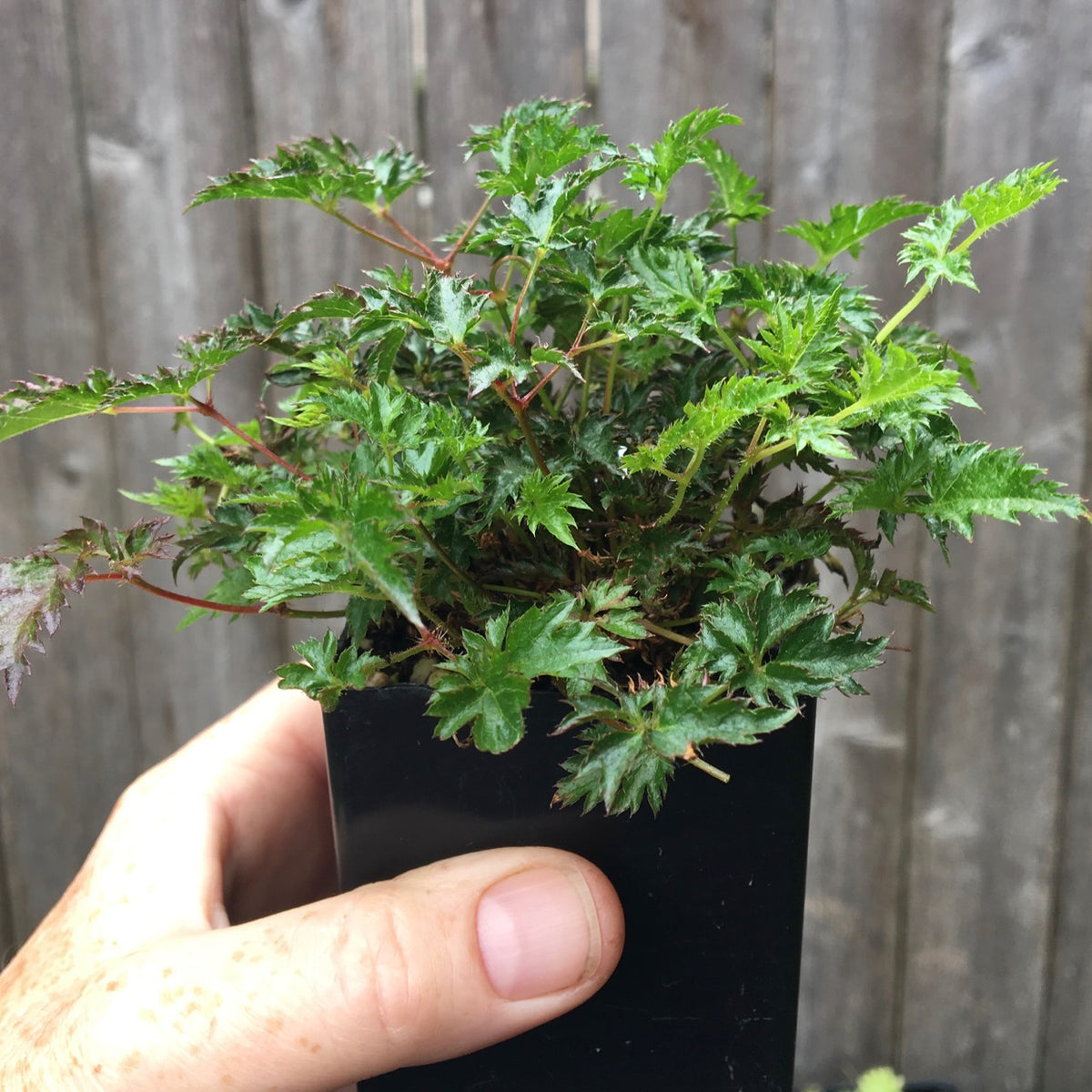 Miniature Astilbe, 2" Pot - Astilbe glaberrima var. saxatilis