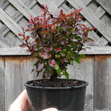 Bagatelle Dwarf Barberry - Berberis thunbergii 'Bagatelle'