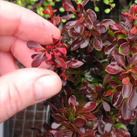 Bagatelle Dwarf Barberry - Berberis thunbergii 'Bagatelle'