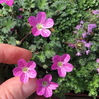 Bishop's Form Cranesbill - Erodium 'Bishop's Form'