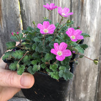 Bishop's Form Cranesbill - Erodium 'Bishop's Form'