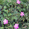 Bishop's Form Cranesbill - Erodium 'Bishop's Form'