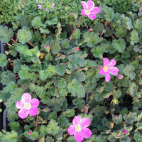 Bishop's Form Cranesbill - Erodium 'Bishop's Form'