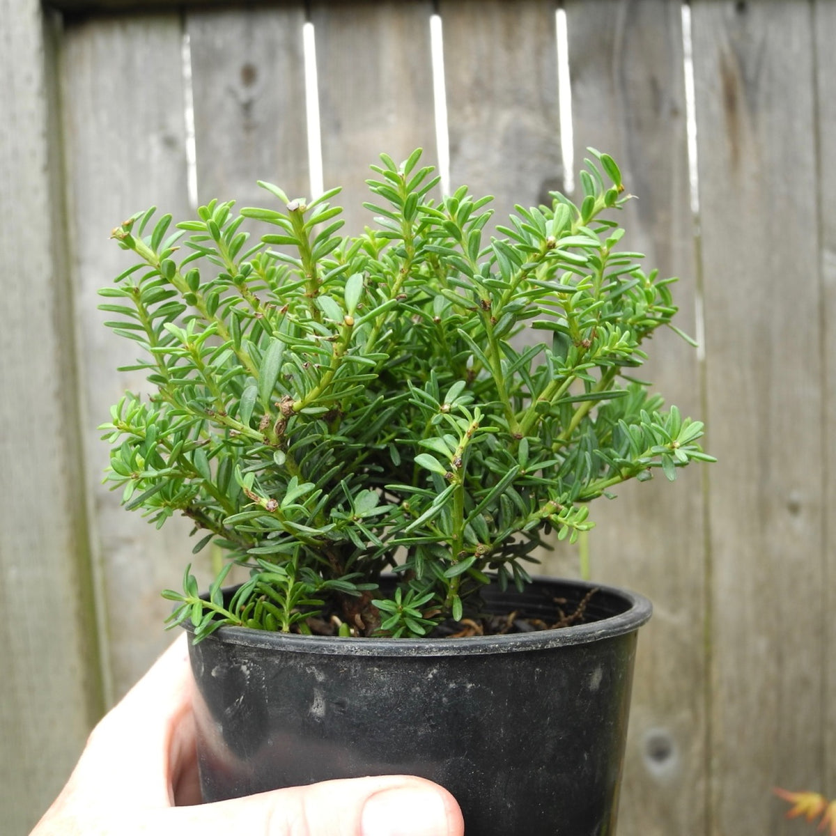 Blue Gem Mountain Plum Pine - Podocarpus lawrencei 'Blue Gem'