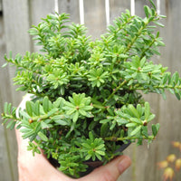 Blue Gem Mountain Plum Pine - Podocarpus lawrencei 'Blue Gem'