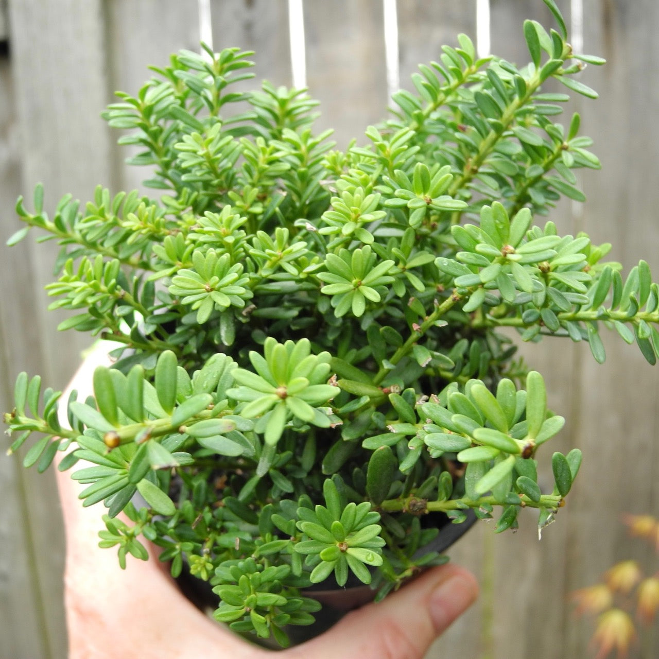 Blue Gem Mountain Plum Pine - Podocarpus lawrencei 'Blue Gem'