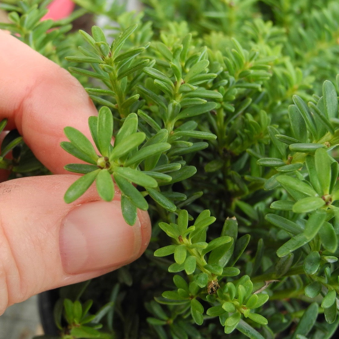 Blue Gem Mountain Plum Pine - Podocarpus lawrencei 'Blue Gem'