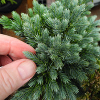 Blue Star Dwarf Juniper - Juniperus squamata 'Blue Star'