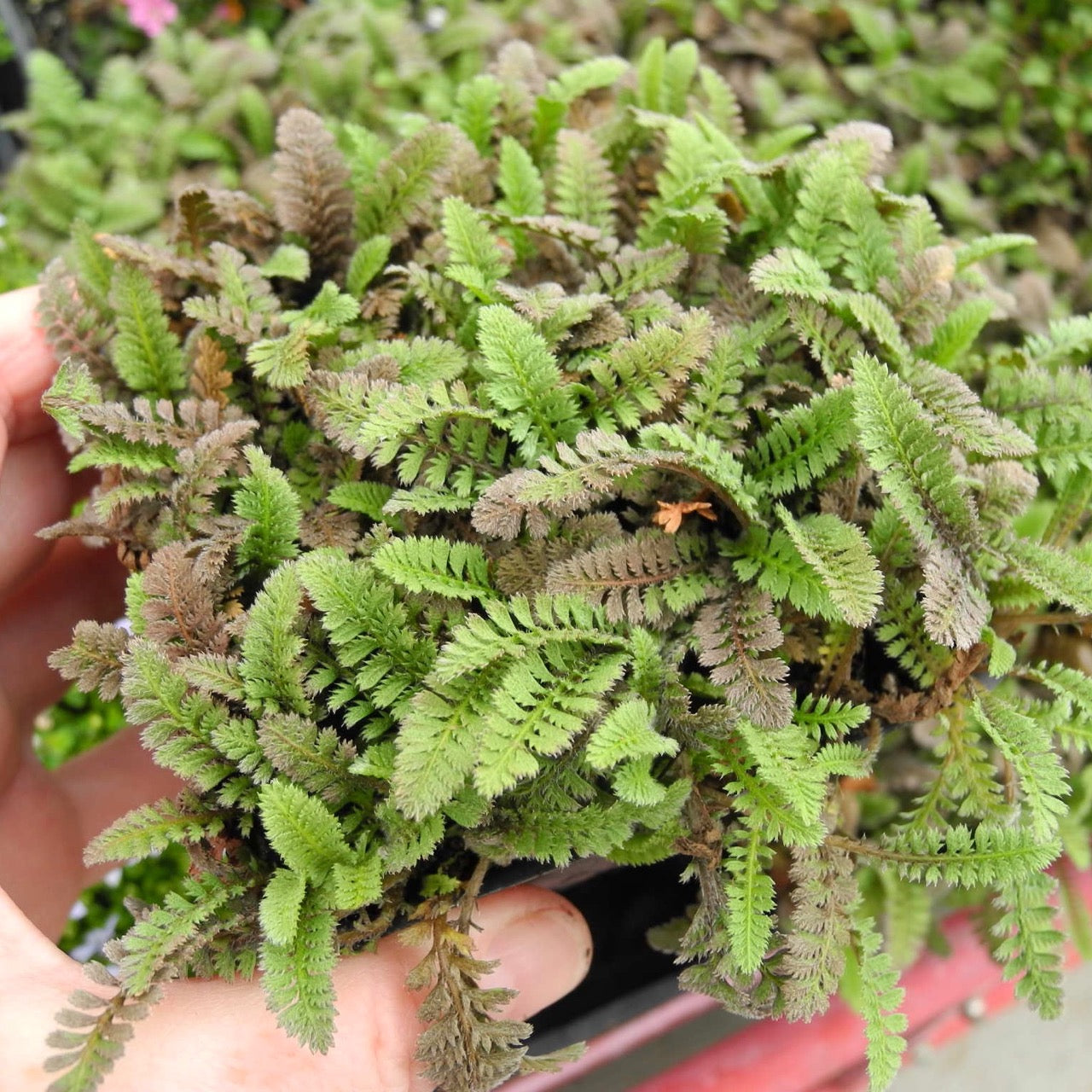 New Zealand Brass Buttons - Leptinella squalida 'New Zealand'