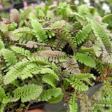 New Zealand Buttons - Leptinella squalida 'New Zealand'