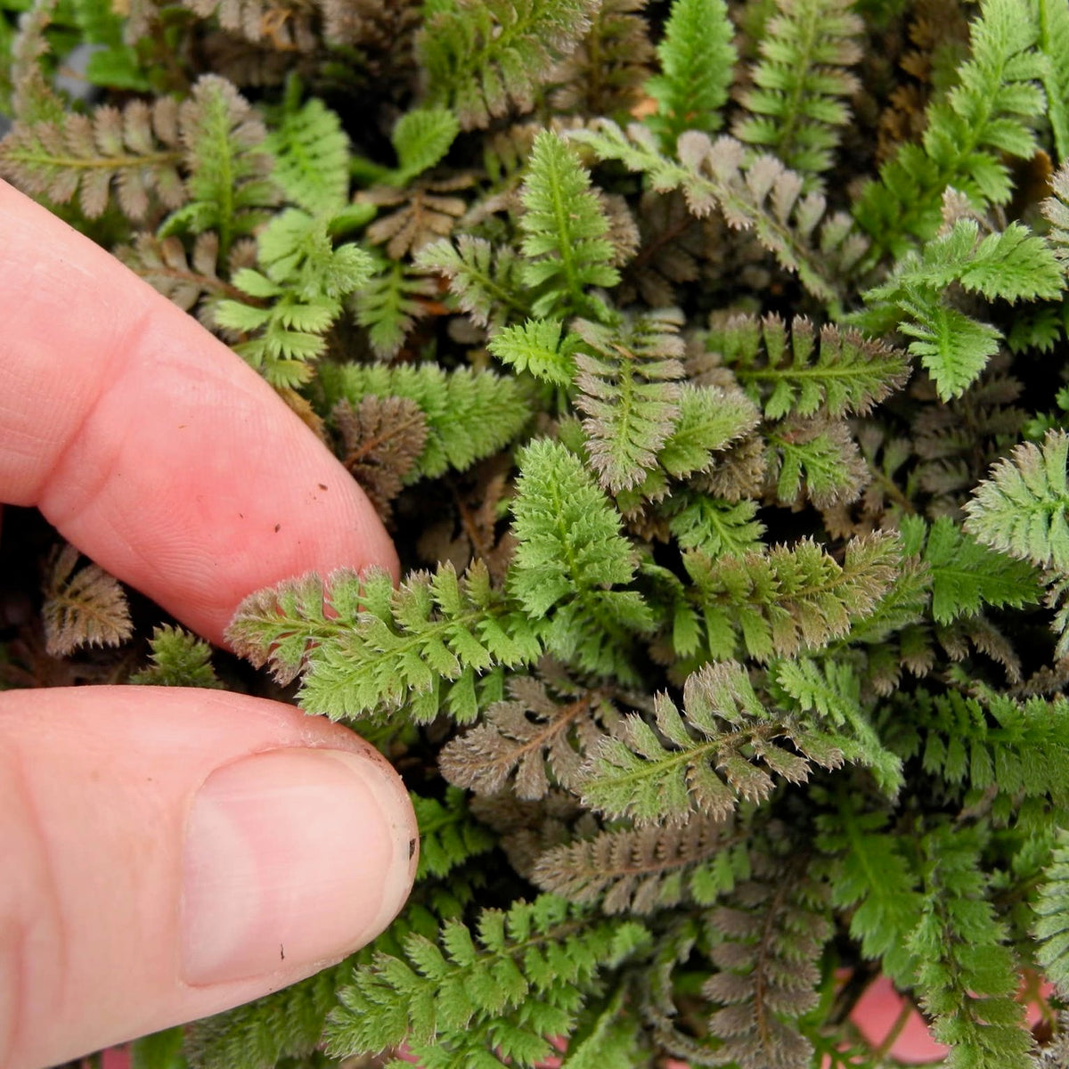 New Zealand Brass Buttons - Leptinella squalida 'New Zealand'