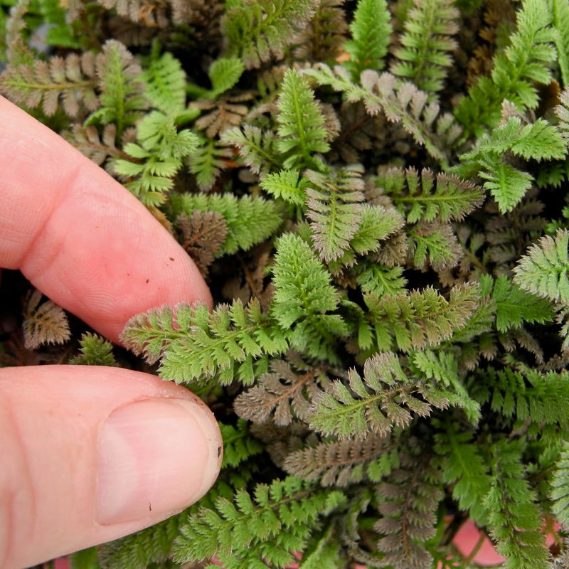 New Zealand Brass Buttons - Leptinella squalida 'New Zealand'