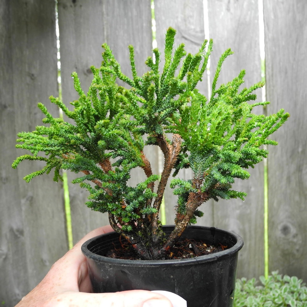 Bridget Hinoki Cypress - Chamaecyparis obtusa 'Bridget'