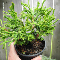 Bridget Hinoki Cypress - Chamaecyparis obtusa 'Bridget'