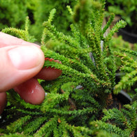 Bridget Hinoki Cypress - Chamaecyparis obtusa 'Bridget'