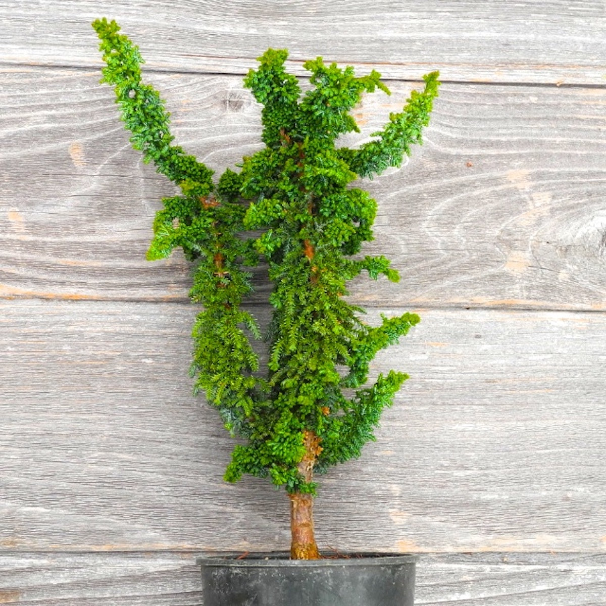 Chirimen Hinoki Cypress - Chamaecyparis obtusa 'Chirimen'