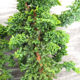 Chirimen Hinoki Cypress - Chamaecyparis obtusa 'Chirimen'