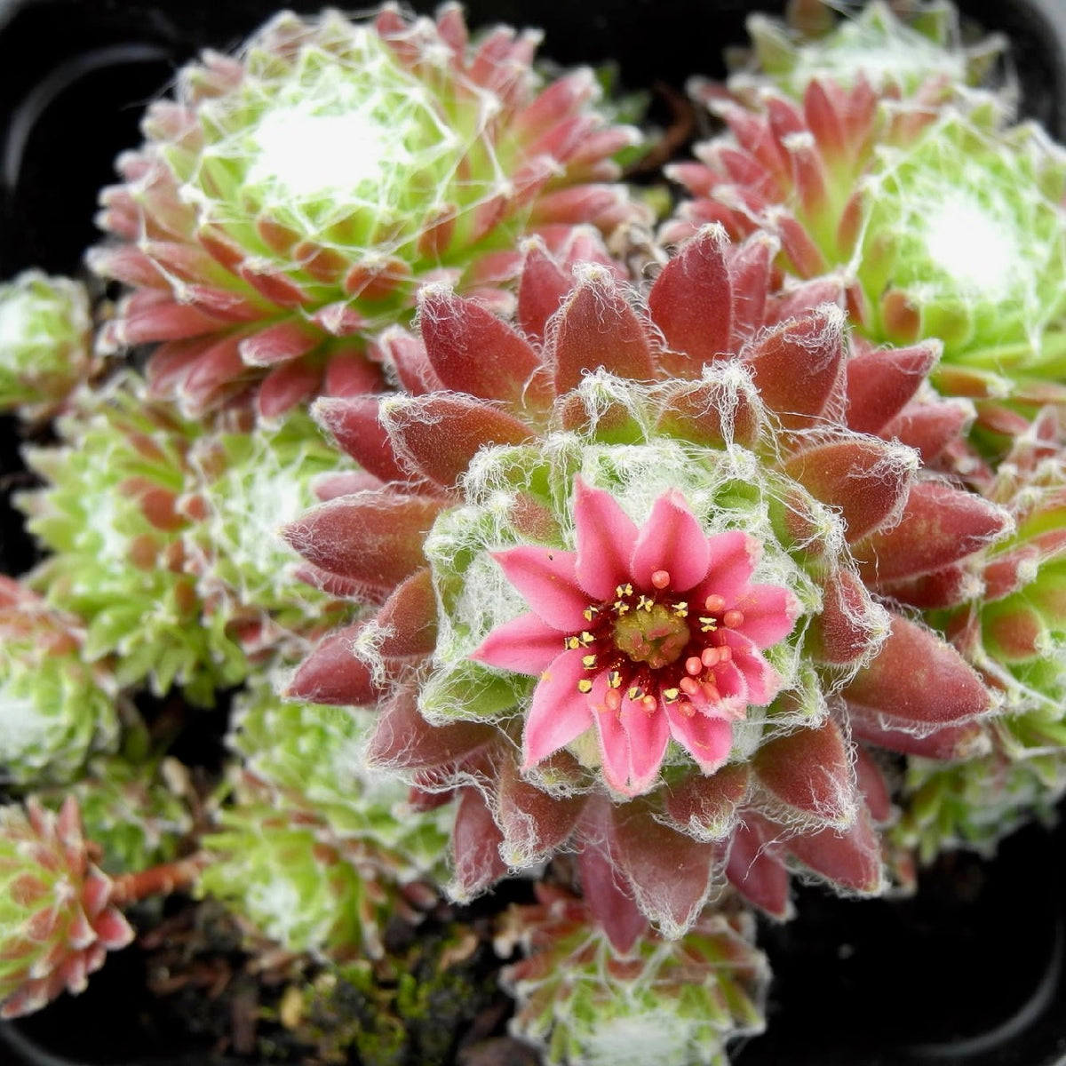 Cobweb Hens and Chicks - Sempervivum arachnoideum