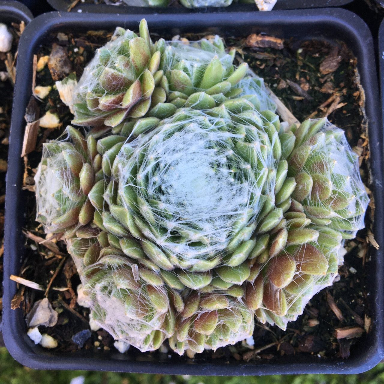 Forest Frost Hens and Chicks - Sempervivum arachnoideum 'Forest Frost'
