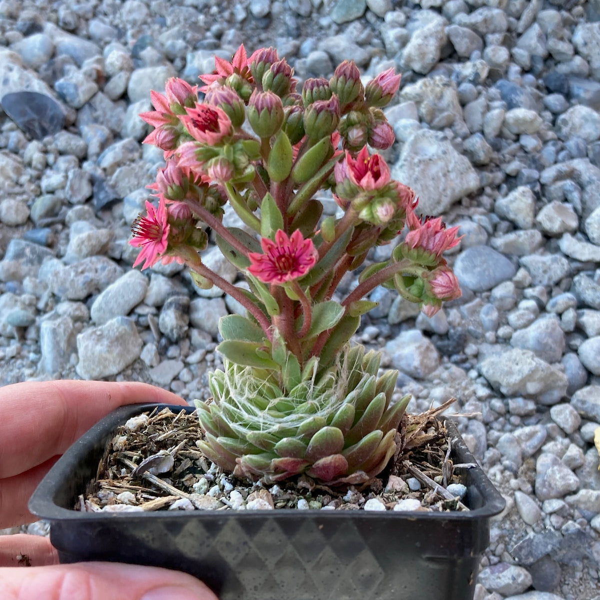 Forest Frost Hens and Chicks - Sempervivum arachnoideum 'Forest Frost'