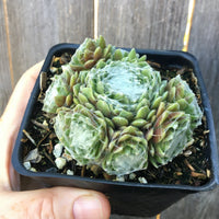 Forest Frost Hens and Chicks - Sempervivum arachnoideum 'Forest Frost'