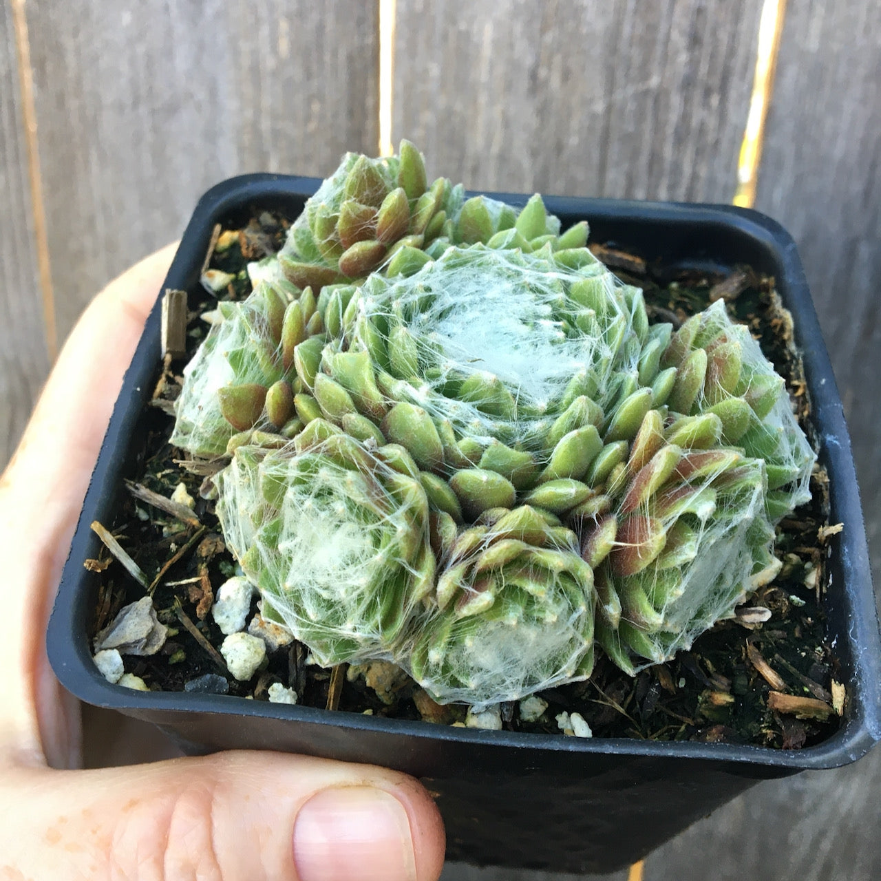 Forest Frost Hens and Chicks - Sempervivum arachnoideum 'Forest Frost'