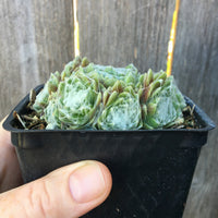 Forest Frost Hens and Chicks - Sempervivum arachnoideum 'Forest Frost'