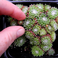 Cobweb Hens and Chicks - Sempervivum arachnoideum