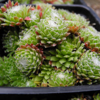 Cobweb Hens and Chicks - Sempervivum arachnoideum