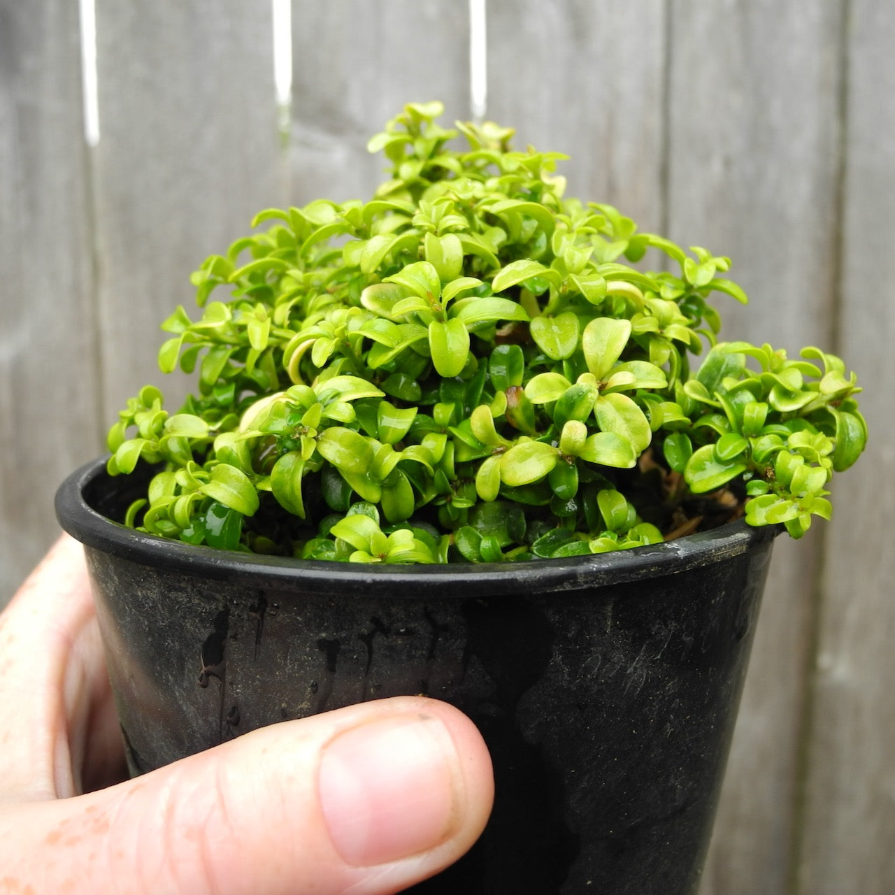 Kingsville Boxwood - Buxus microphylla 'Compacta'