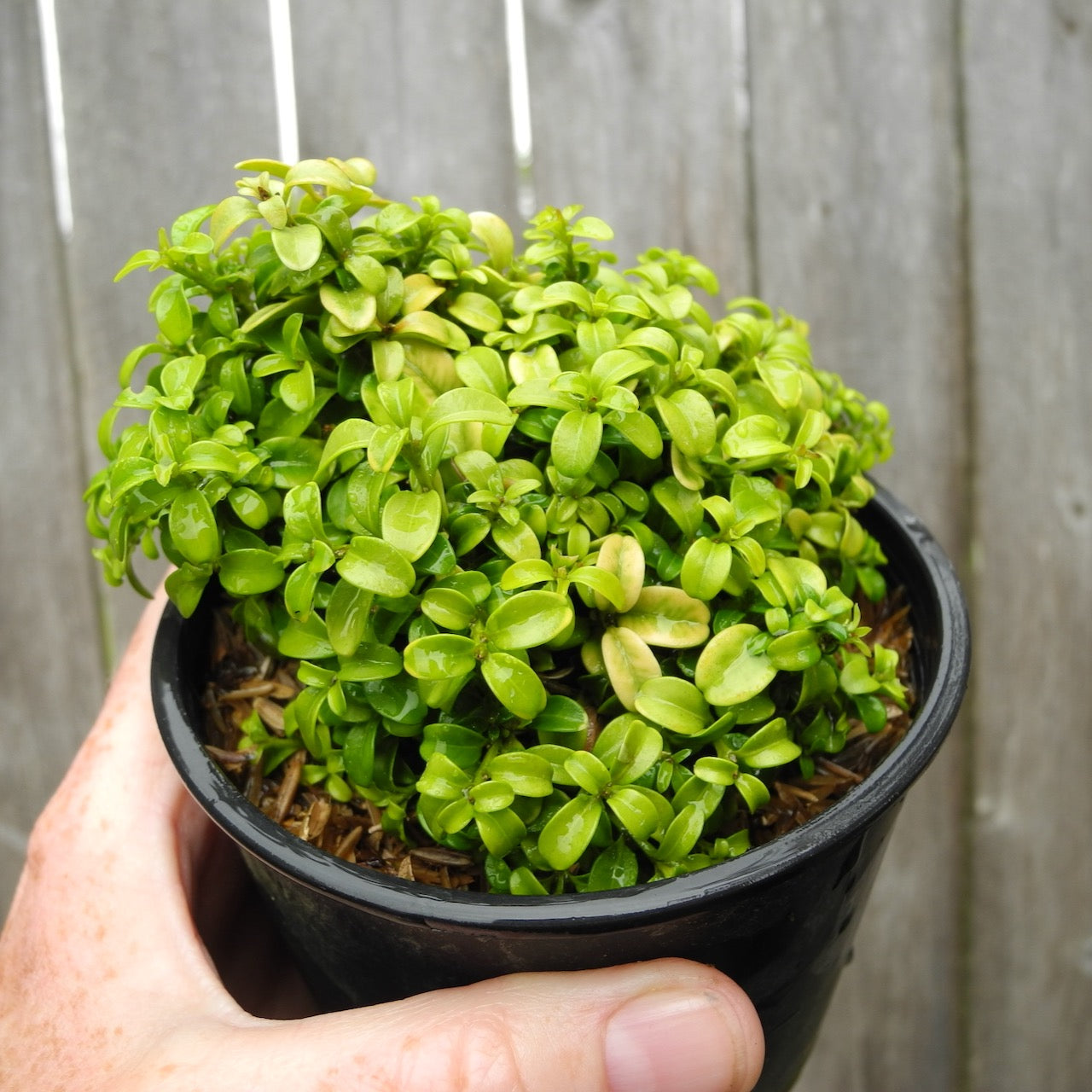 Kingsville Boxwood - Buxus microphylla 'Compacta'